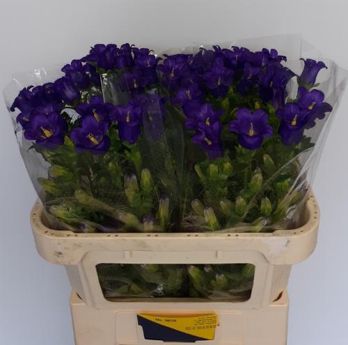 Campanula medium 'Champion Blue'