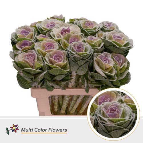 Brassica oleracea kleurbehandeld H%