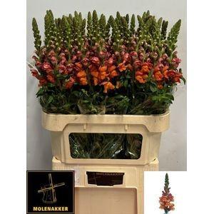 Antirrhinum majus 'Avignon Deep Orange'