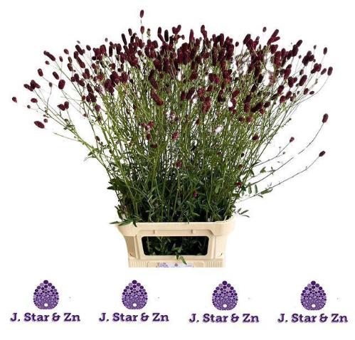 Sanguisorba officinalis 'Royal Star'