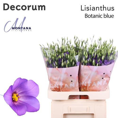 Eustoma russellianum enkelbloemig russellianum 'Botanic Blue'