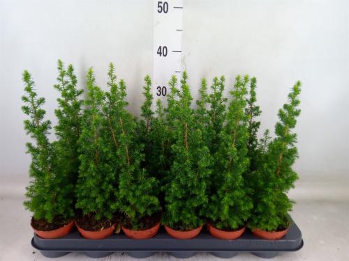 Chamaecyparis thyoides 'Top Point'