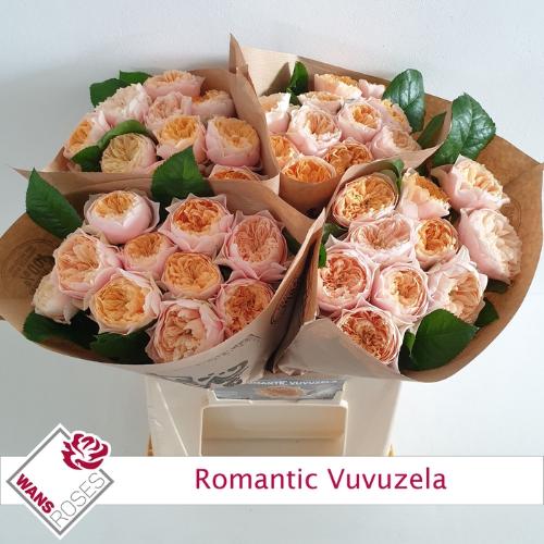 Rosa grootbloemig 'Romantic Vuvuzela'
