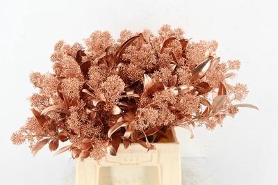 Skimmia per bos overig kleurbehandeld H%