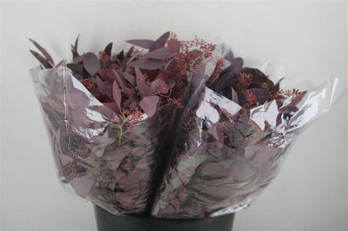 Eucalyptus polyanthemos (fruit) kleurbehandeld per bos H%