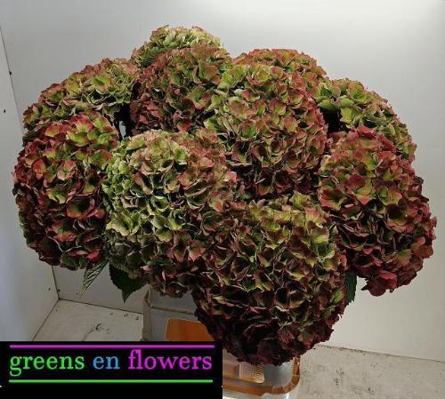 Hydrangea macrophylla Magical Opal (classic)