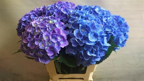 Hydrangea macrophylla 'Bodensee' (blauw)
