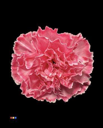Dianthus standaard kleurbehandeld H%
