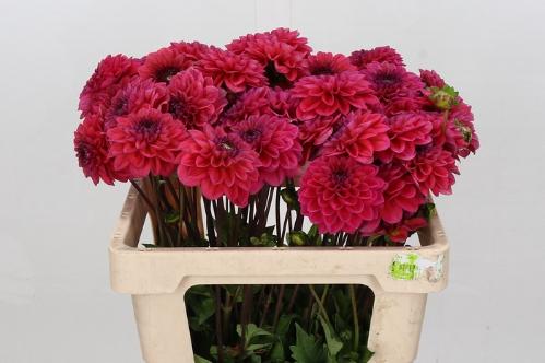 Dahlia (Decorative Grp) 'Isa Candy'