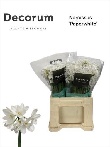 Narcissus Tazetta Grp met blad 'Ziva'