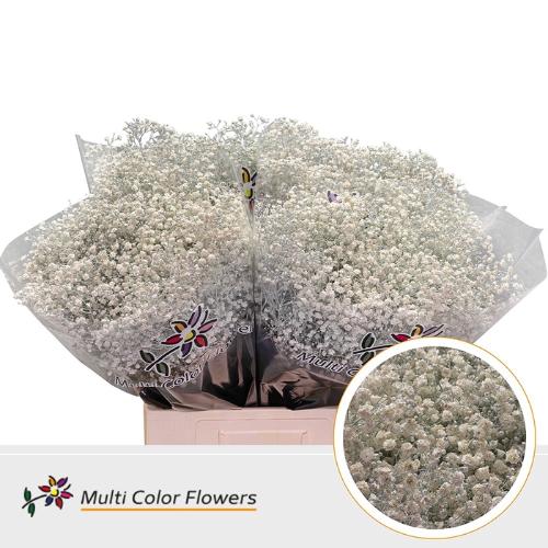 Gypsophila overig kleurbehandeld H%