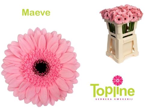 Gerbera mini 'Maeve'