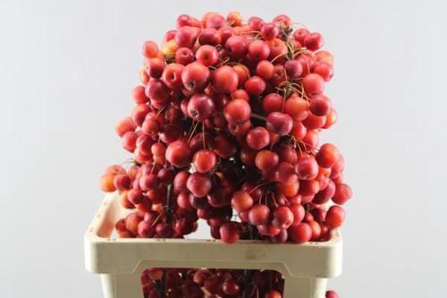 Siervruchten per tak Malus 'Red Sentinel'