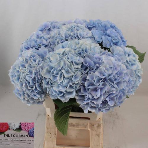 Hydrangea macrophylla 'Verena' (blauw)