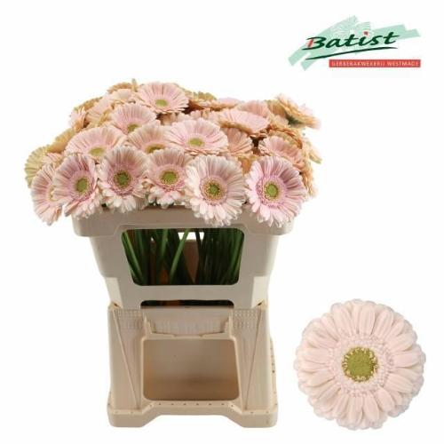 Gerbera mini Alix-Noor