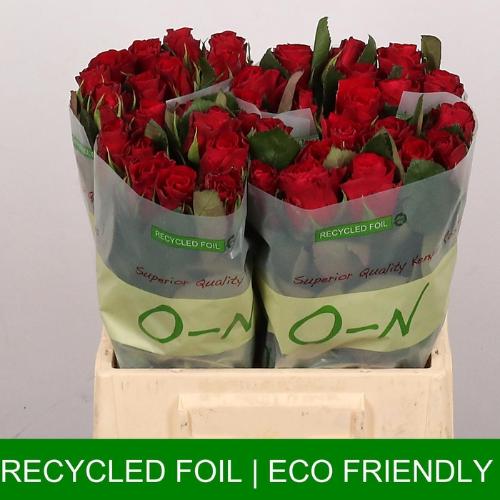 Rosa grootbloemig Red Tacazzi+