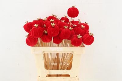 Huis en tuindecoratie overig H%