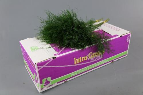 Asparagus per bos virgatus