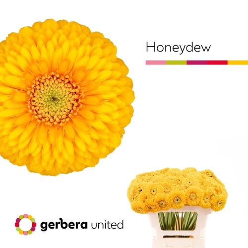 Gerbera mini bolvormig Pomponi Honeydew