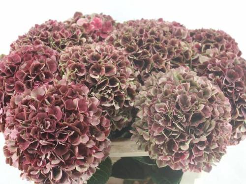 Hydrangea macrophylla Magical Ruby Glow (classic)