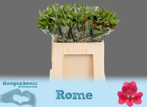 Alstroemeria Rome
