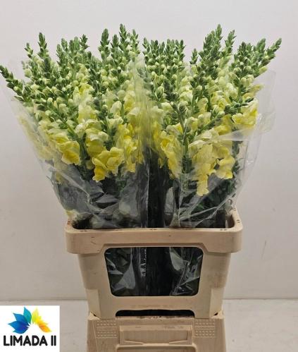 Antirrhinum majus 'Potomac Yellow'