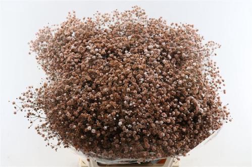 Gypsophila overig kleurbehandeld H%
