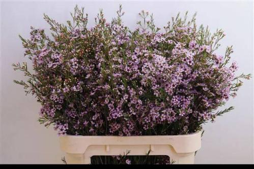 Chamelaucium uncinatum 'Early Nir'