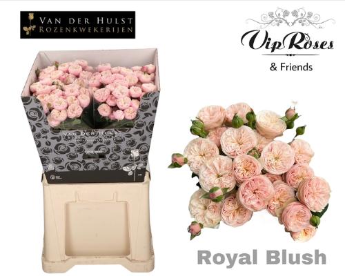 Rosa tros Royal Blush