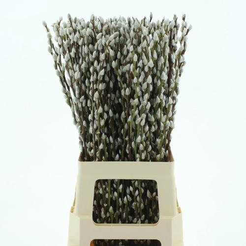 Salix caprea 'Snow Flake'