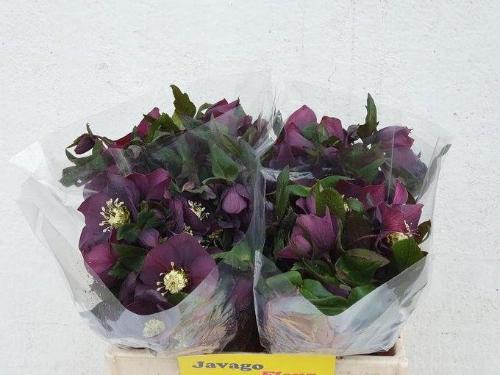 Helleborus 'Queens Red'