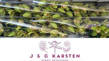 Cymbidium grootbloemig 'Centerfold'