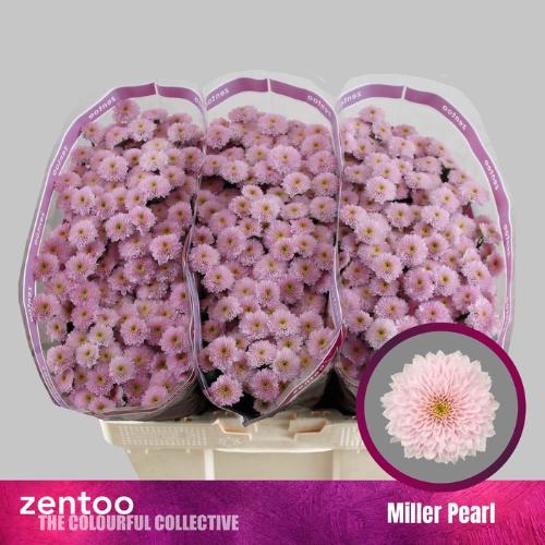 Chrysanthemum (Indicum Grp) tros santini Miller Pearl
