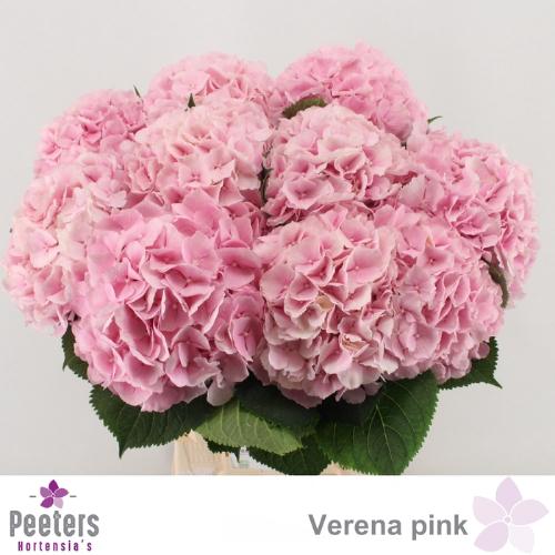 Hydrangea macrophylla 'Verena'