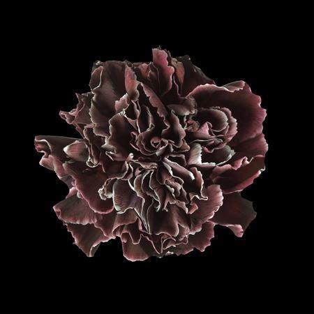 Dianthus standaard kleurbehandeld H%