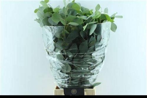 Eucalyptus per bos polyanthemos