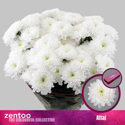 Chrysanthemum( Indicum Grp) tros Altaj