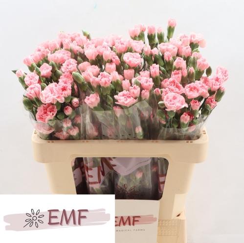 Dianthus tros Rascal Pink