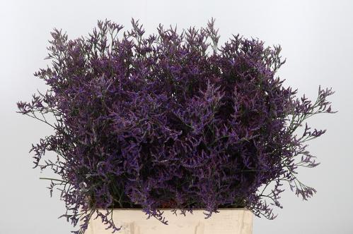 Limonium Safora Dark Blue