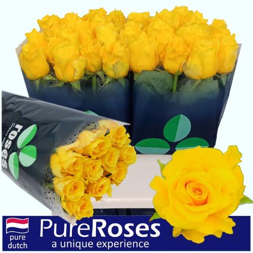 Rosa grootbloemig Palmares!