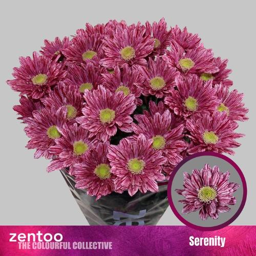 Chrysanthemum Indicum Grp tros Serenity