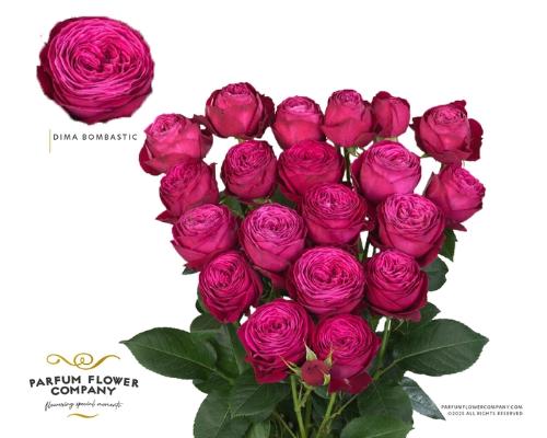 Rosa grootbloemig overig