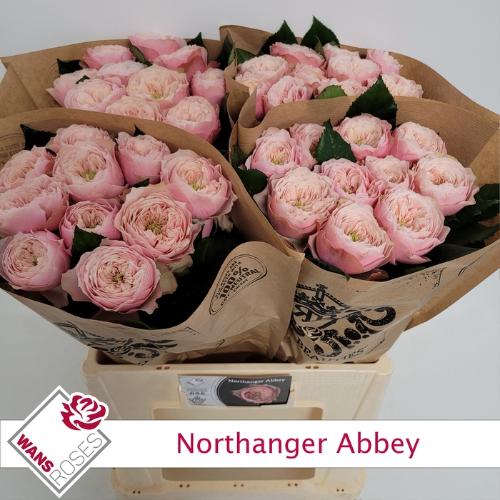 Rosa grootbloemig Northanger Abbey