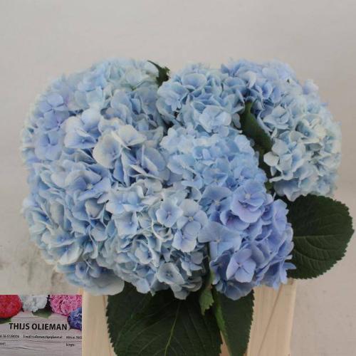 Hydrangea macrophylla 'Verena' (blauw)