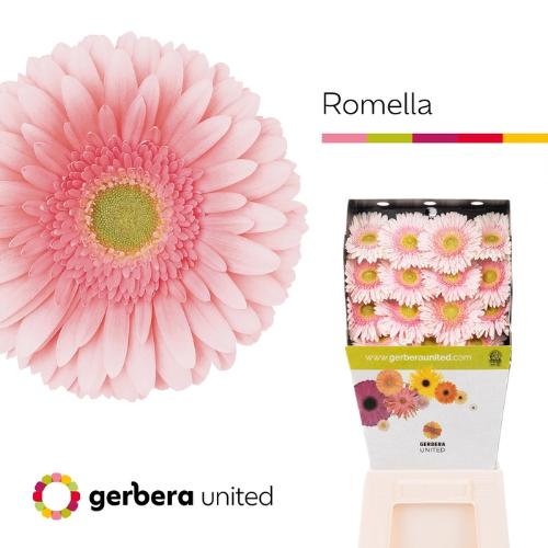 Gerbera grootbloemig 'Romella'