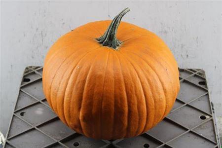 Siervruchten per stuk Cucurbita maxima 'Halloween'