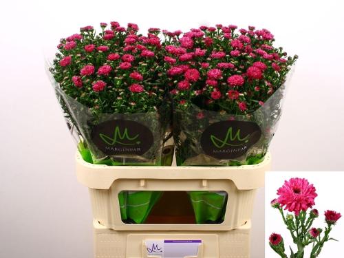 Aster Novi-belgii Grp 'Flash'