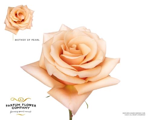 Rosa grootbloemig Mother of Pearl