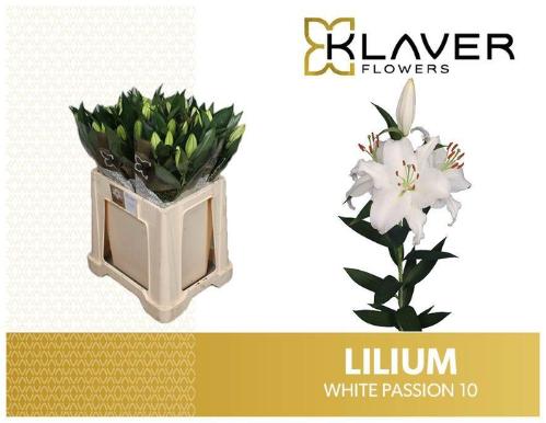 Lilium (Oriental Grp) 'White Passion'