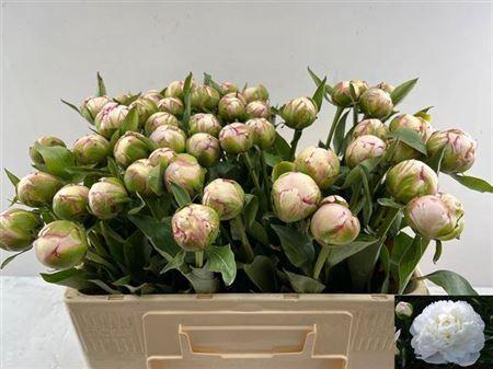 Paeonia Lactiflora Grp 'Amalia Olson'